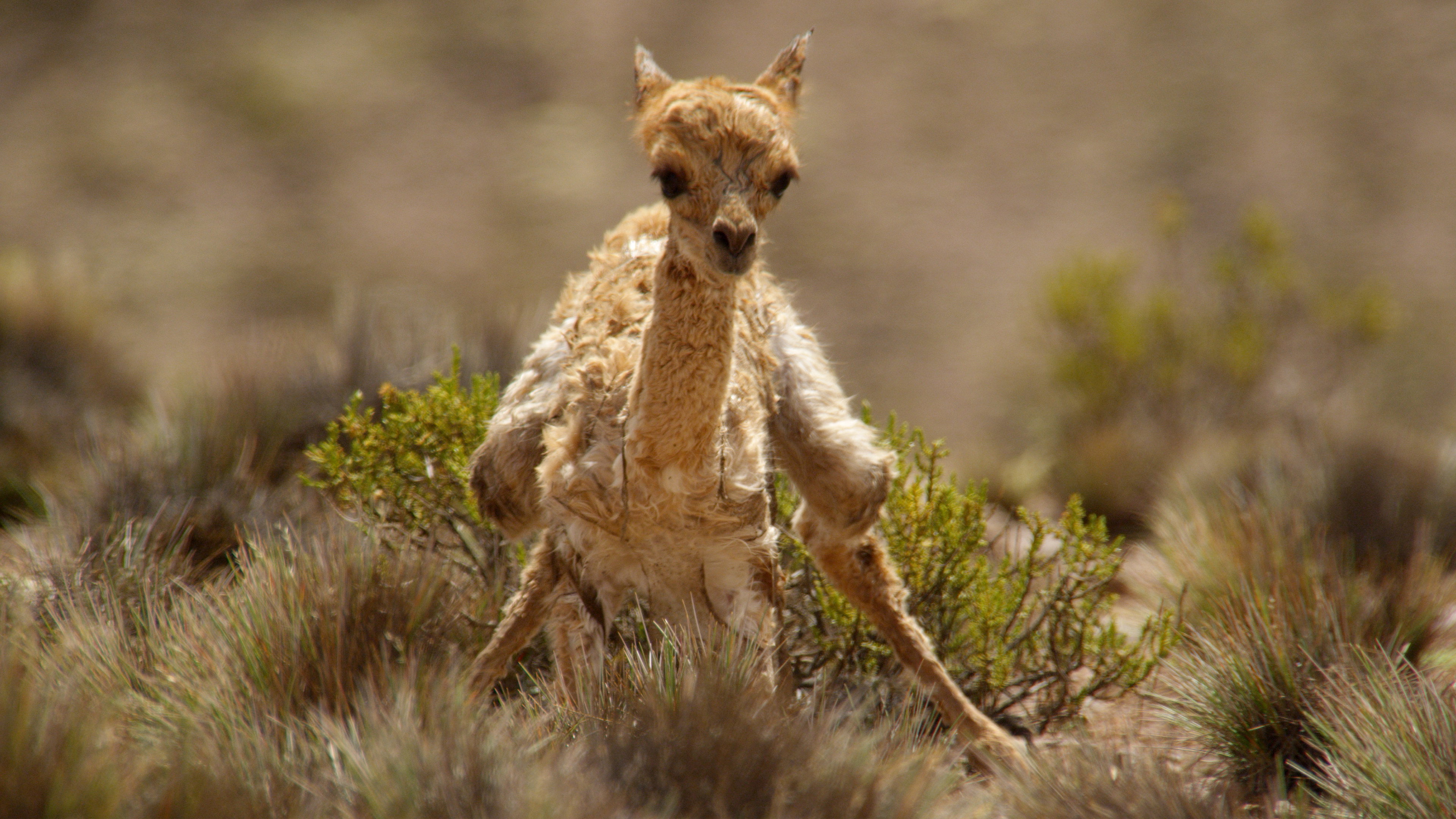 The Wild Andes (2018) wallpaper #6 — 3840×2160 4K UHD backdrop — Explore the Andes mountains' extremes and celebrate the animals that call it home on a… — free HD background for desktop, MacBook, mobile & iPhone (ref 6uPoPD2QAgWnVxaHrRRiO2NUTzF)